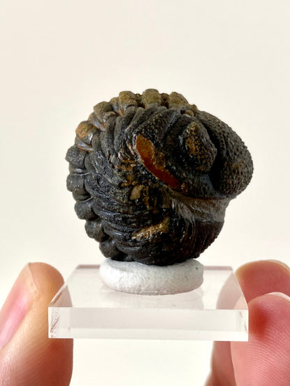 Morocops fossil Trilobite rolled up,  Devonian age