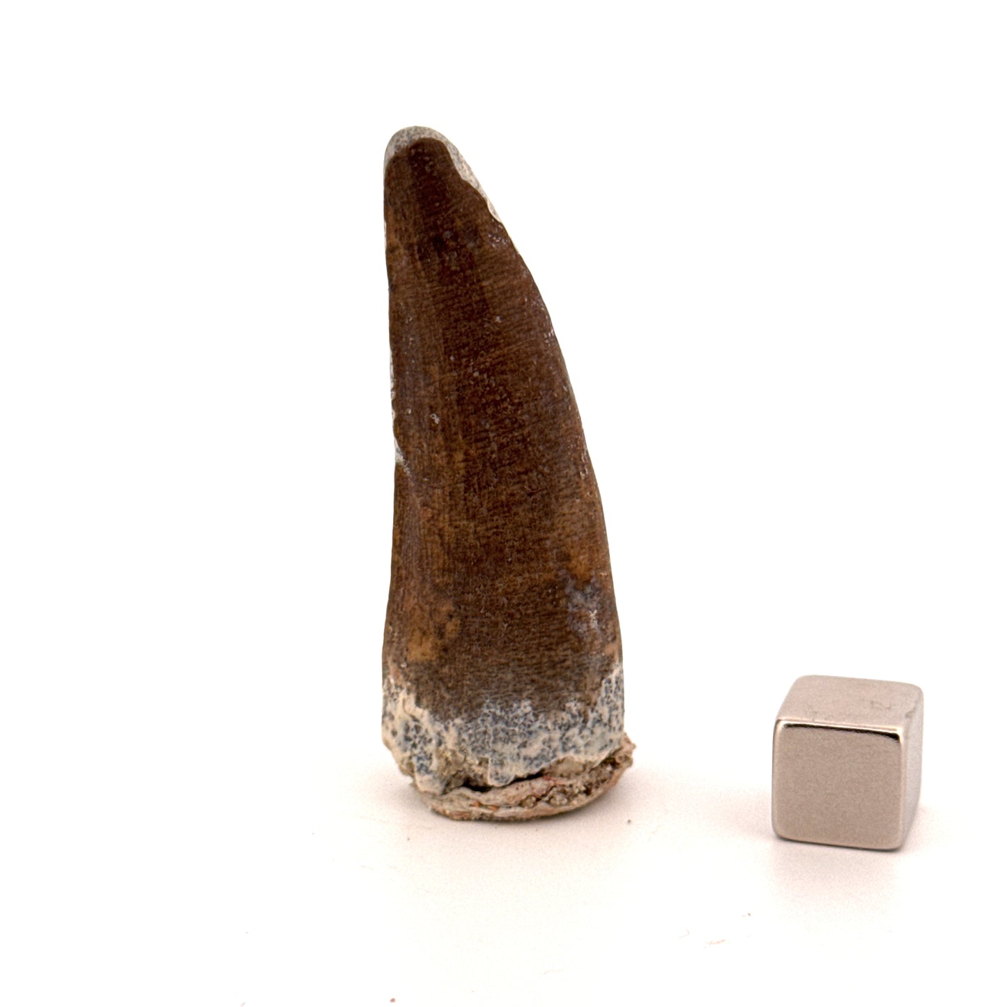 Suchomimus tenerensis Dinosaur Tooth (1.98") - Cretaceous Spinosaurid from Niger