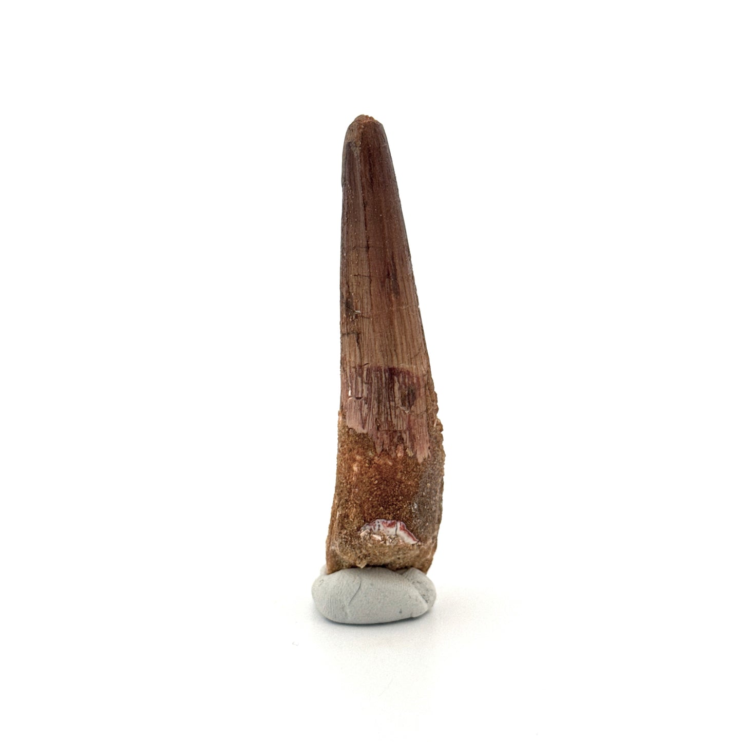 Spinosaurus Tooth Fossil (2.86") – Late Cretaceous Dinosaur tooth from Morocco