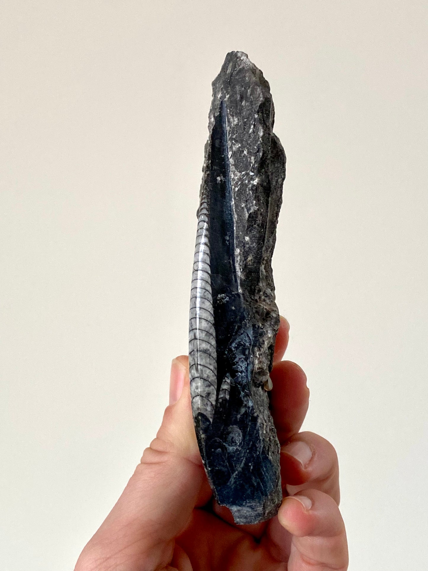 Orthoceras fossil from Morocco