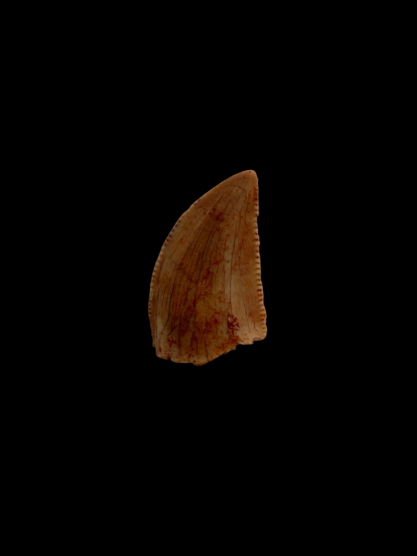 Abelisaurid fossil dinosaur tooth from Kem Kem, Morocco (0.43")