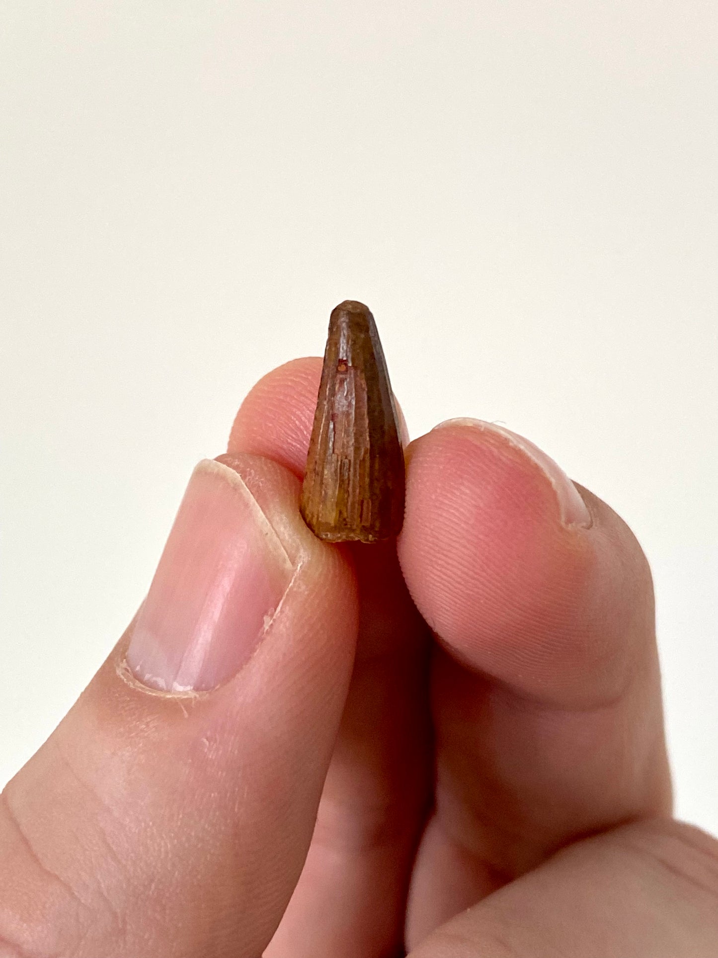 Crocodile species fossil tooth from Morocco