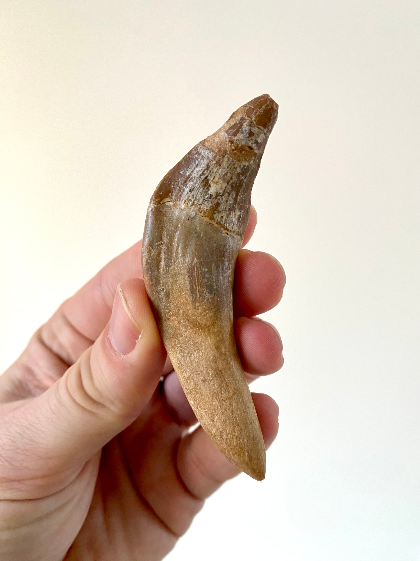 Basilosaurus tooth