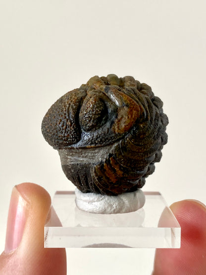 Morocops fossil Trilobite rolled up,  Devonian age