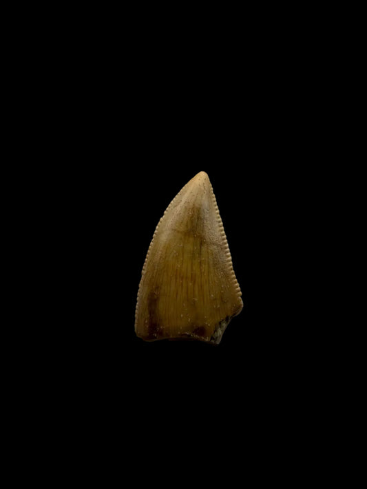 Majungasaurus Dinosaurus Tand uit het Laat-Krijt, Madagaskar (0.70")