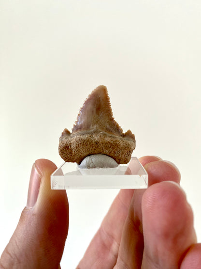 Paleocarcharodon Orientalis shark tooth