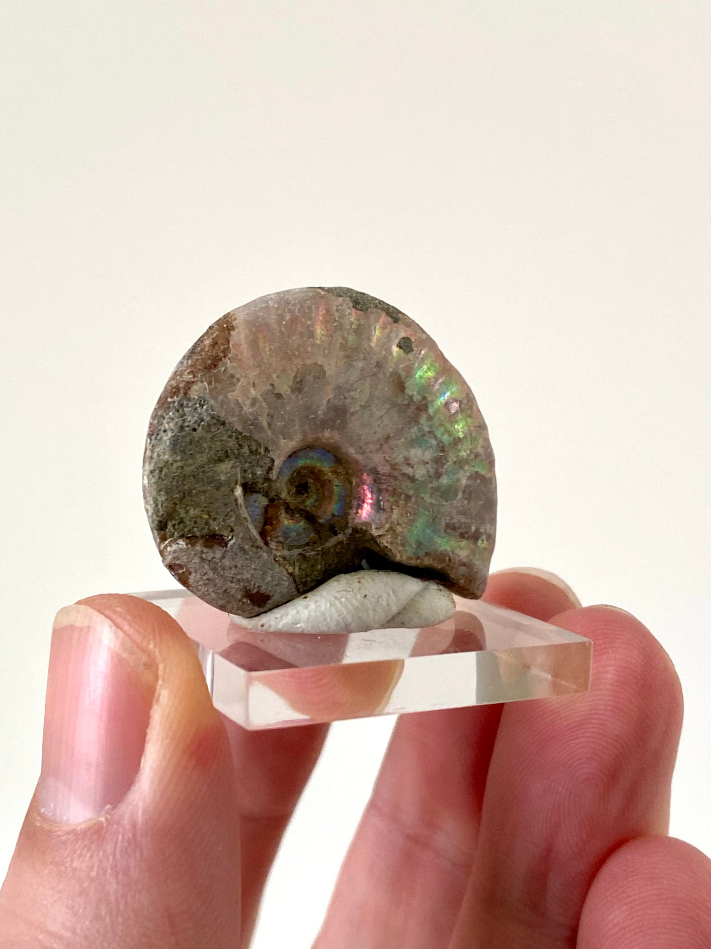 Iridescent Ammonite fossil from Madagascar