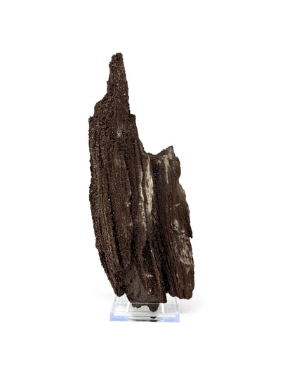 Large Permineralized Wood Covered In Druzy Quartz from Germany (611 Grams)