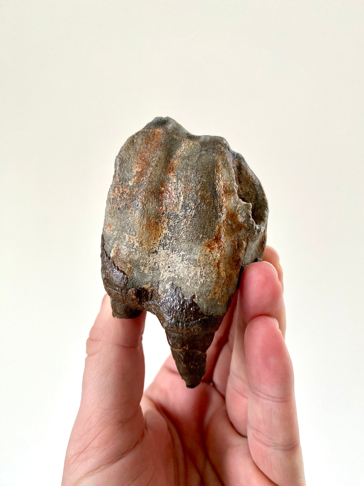 Coelodonta species Molar