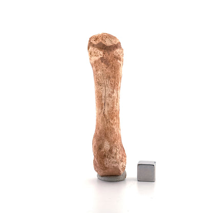 Cave Bear (Ursus spelaeus) Metacarpal from Pleistocene, Romania | 3.11"