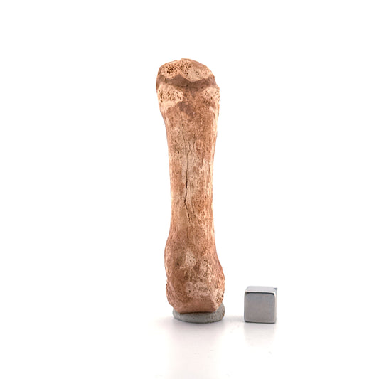 Cave Bear (Ursus spelaeus) Metacarpal from Pleistocene, Romania | 3.11"