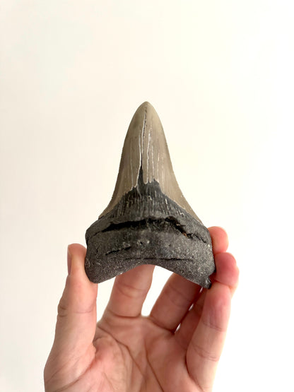 Megalodon tooth fossil (4.28") - Miocene, USA