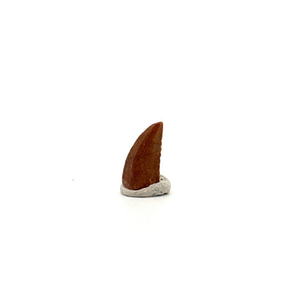 Abelisaurid fossil dinosaur tooth from Kem Kem, Morocco (0.49")