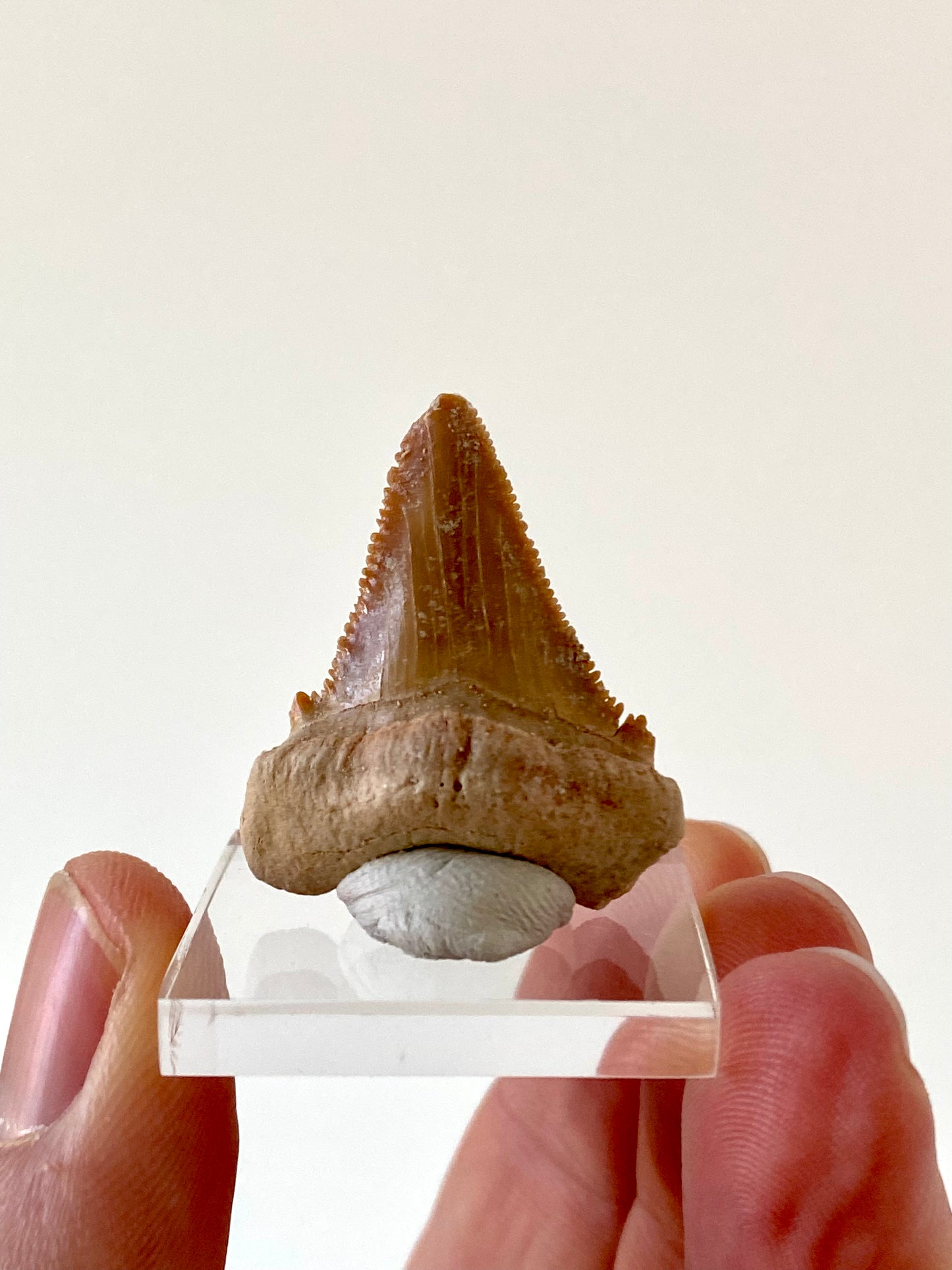 Paleocarcharodon Orientalis shark tooth