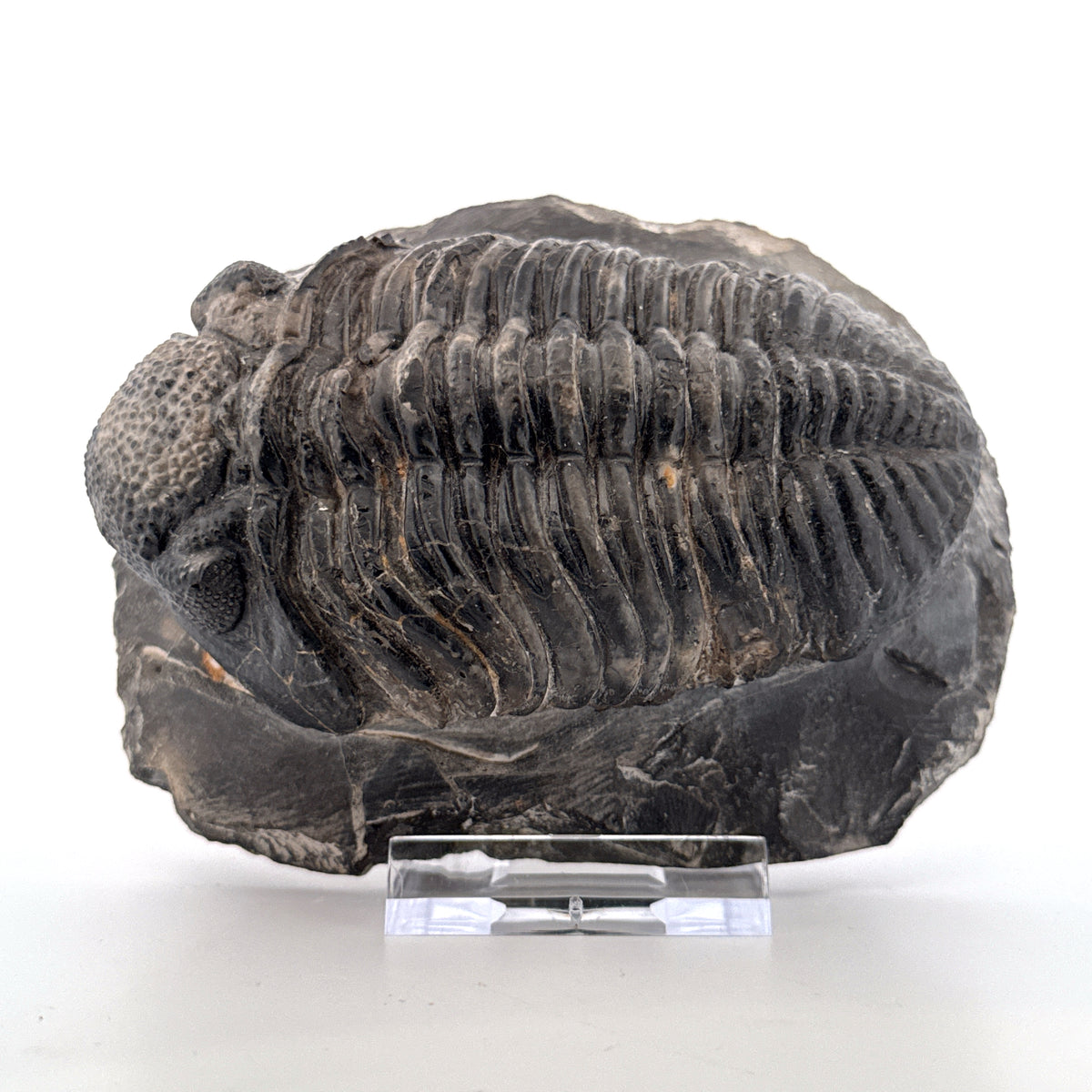 Drotops megalomanicus trilobiet fossiel uit Marokko | 10,06 cm