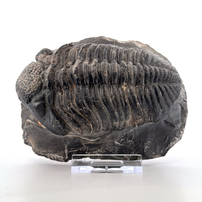 Drotops megalomanicus trilobiet fossiel uit Marokko | 10,06 cm