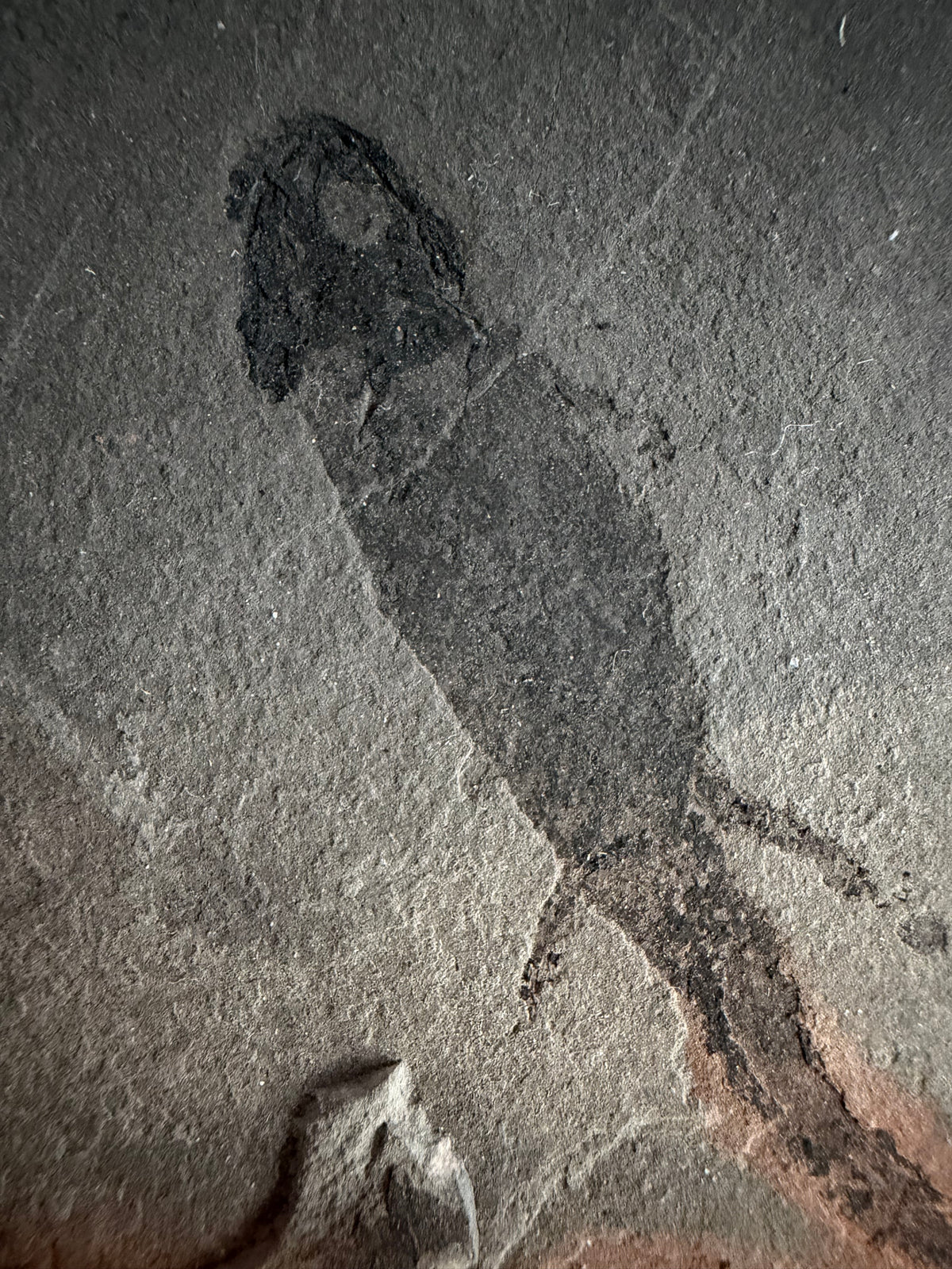 Permian temnospondyl Amphibian Fossil from Germany | 2.36"