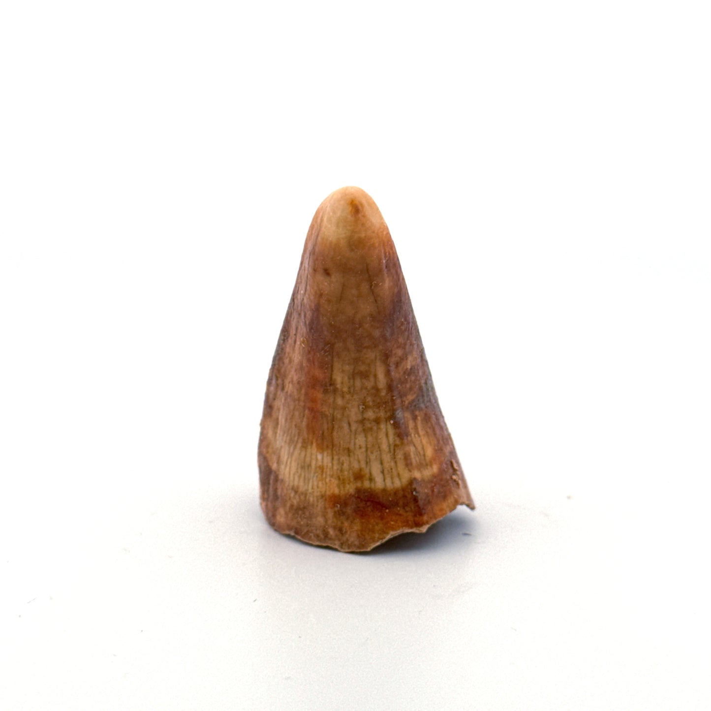 Cave Bear (Ursus spelaeus) canine from pleistocene, Rumania (1.60")