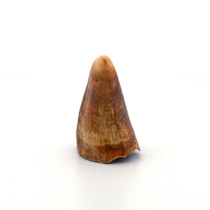 Cave Bear (Ursus spelaeus) canine from pleistocene, Rumania (1.60")