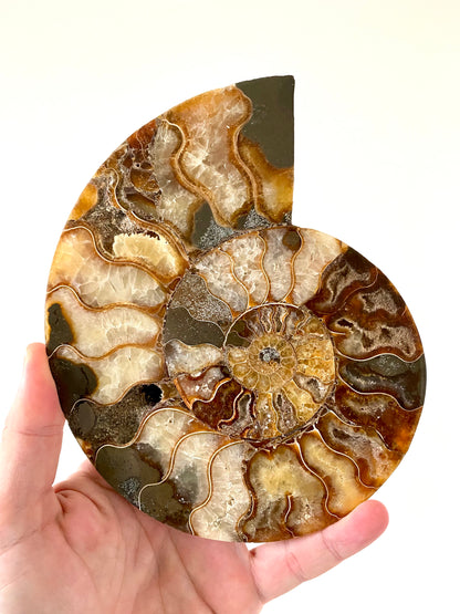 7.12" Ammonite Fossil, Cleoniceras species (2-sides, cut and polished)