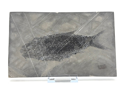 Asialepidotus shingyiensis fossiele vis (7,28 inch) uit het Trias, China