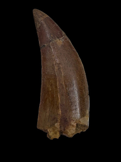 Carcharodontosaurus fossiele tand, Krijt dinosaurus tand uit Kem Kem Beds, Marokko (2,06 inch)