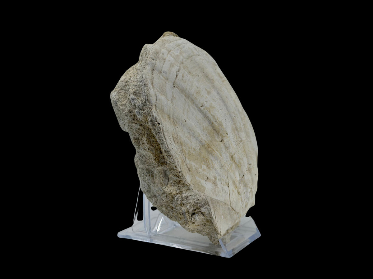 Gigantopecten fossiele schelp – Mioceen, Frankrijk (6.30 inch)