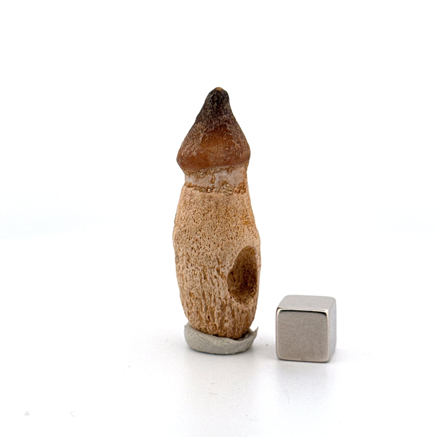 Globidens phosphaticus tooth with natural root from Cretaceous, Morocco (1.87")
