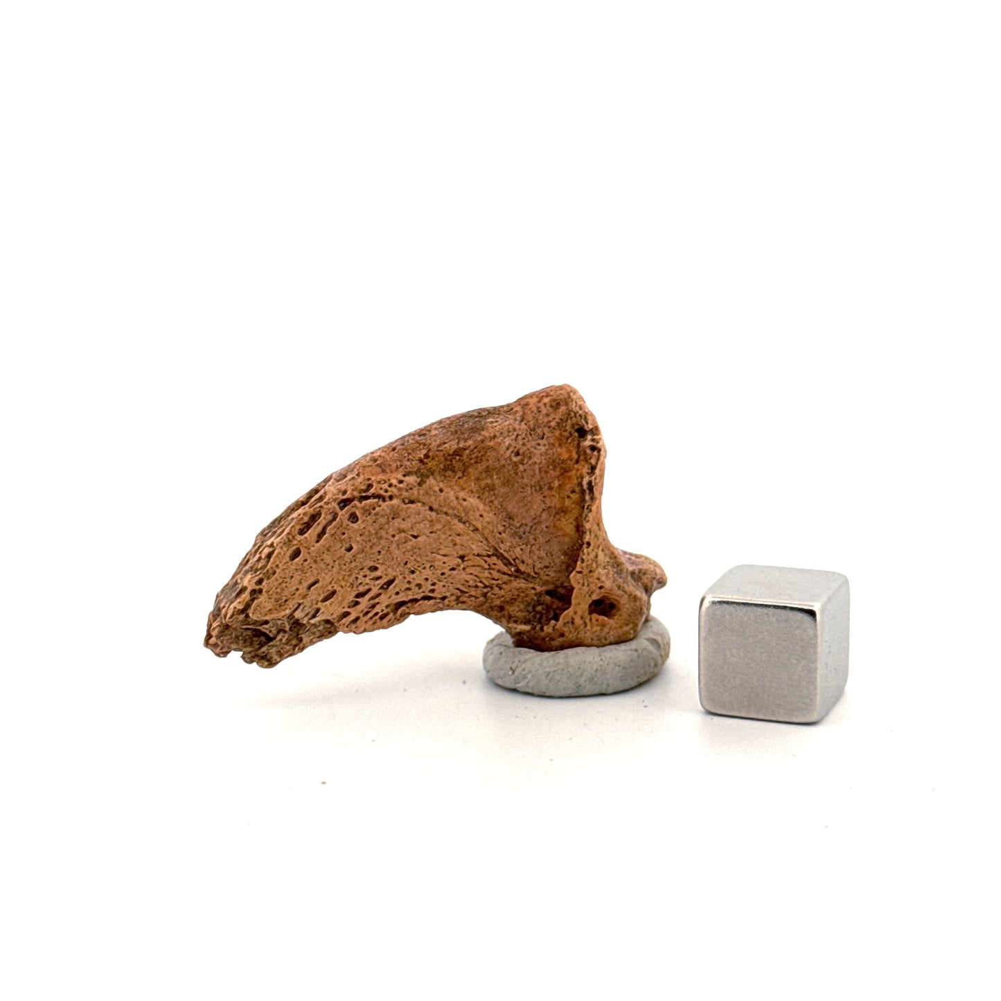 Cave Bear Claw (Ursus spelaeus), Distal phalanx Fossil (1.52") from Pleistocene, Romania