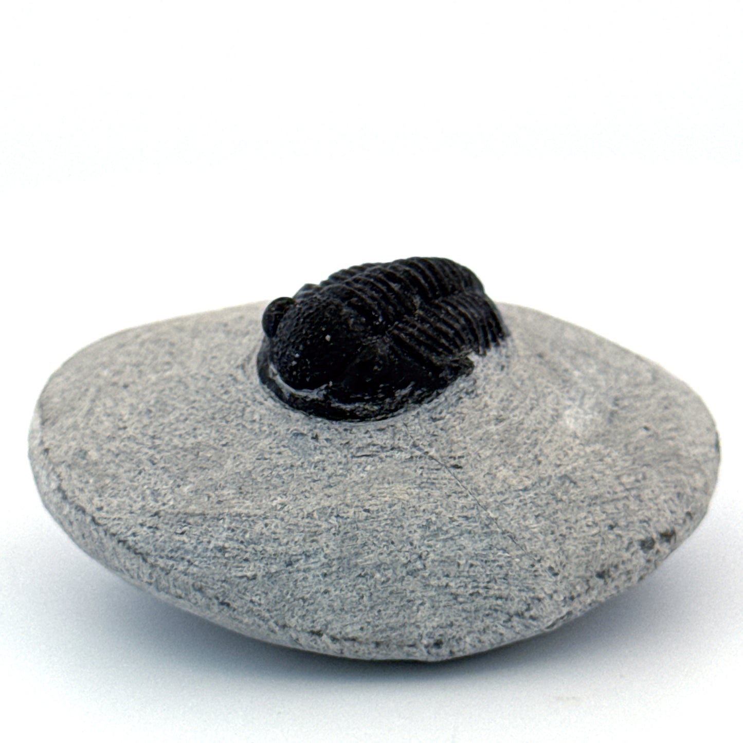 Gerastos granulosus Devonian Trilobite Fossil from, Morocco (A013)