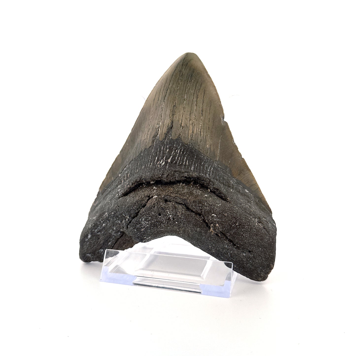 Megalodon tooth fossil (4.63") - Miocene, USA