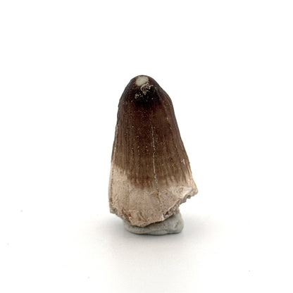 Maroccosuchus zennaroi Fossil tooth (1.35") from Morocco