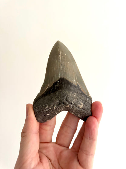 Megalodon tooth fossil (4.17") - Miocene, USA