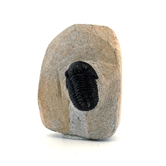 Gerastos granulosus Devonian Trilobite Fossil from Morocco (A025)