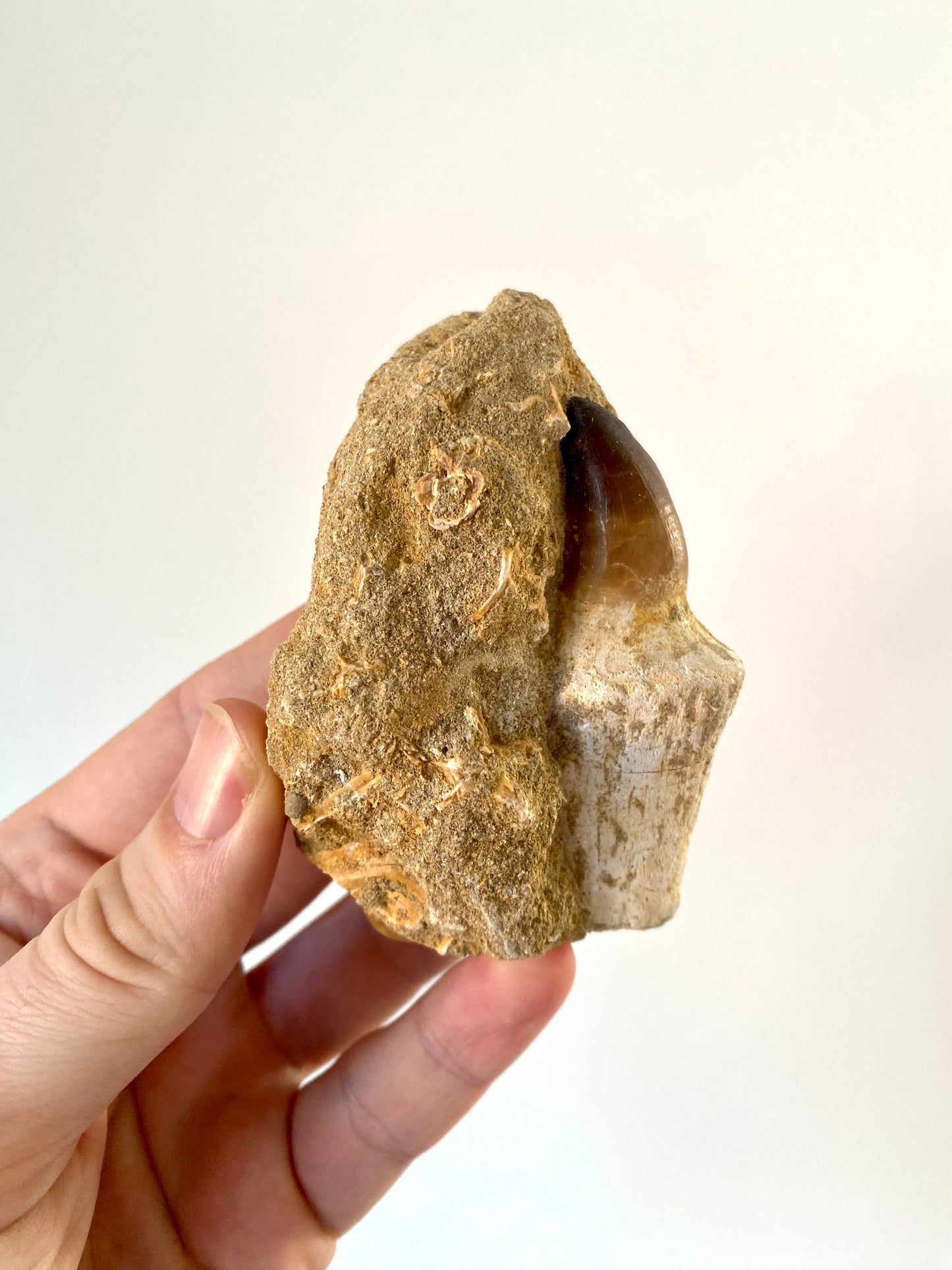 Mosasaurus fossil tooth with root on Matrix