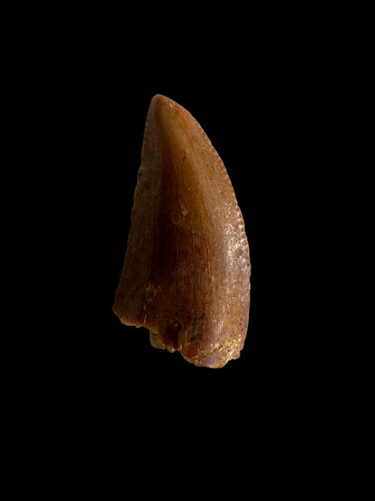 Abelisaurid fossil dinosaur tooth from Kem Kem, Morocco (0.49")