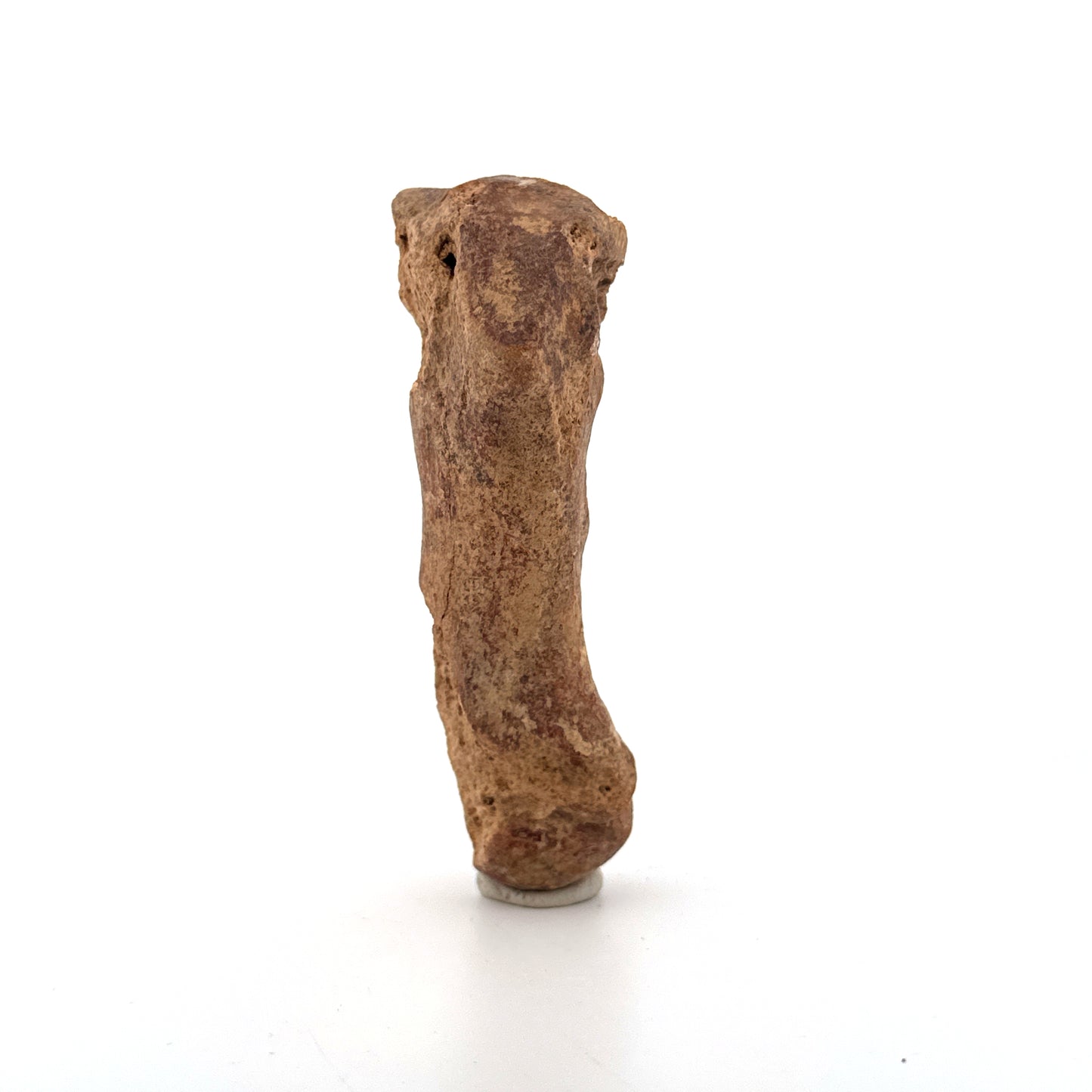 Cave Bear (Ursus spelaeus) Metacarpal Fossil (3.46"), Pleistocene, Romania