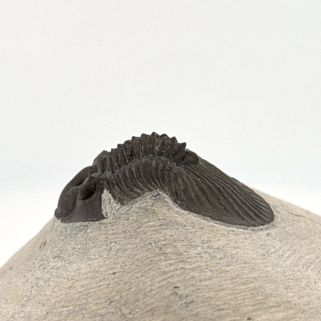 Scutellum sp. Trilobite on Matrix from Devonian, Morocco (1.45")