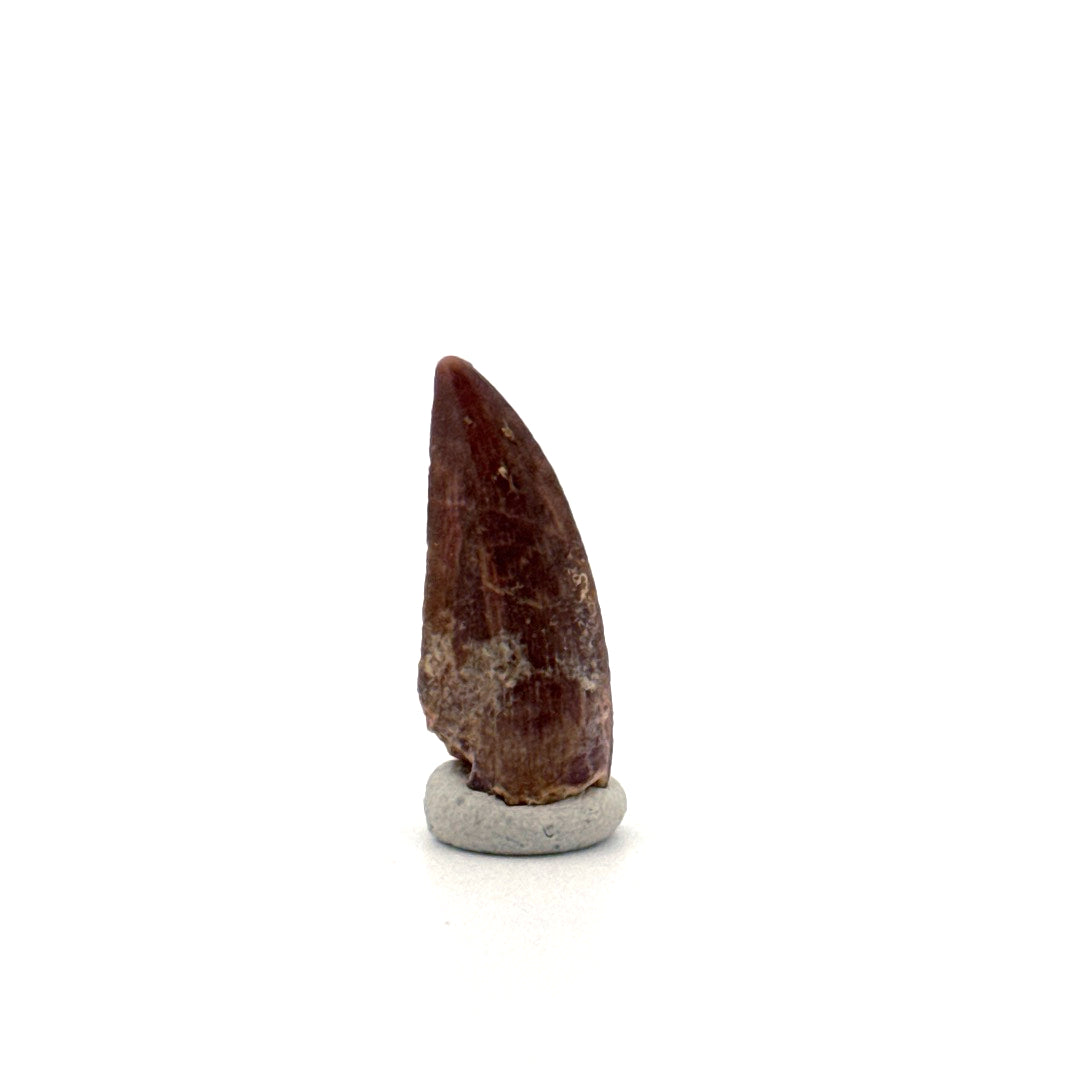 Kryptops palaios Fossil Dinosaur Tooth from Cretaceous, Niger (0.92")