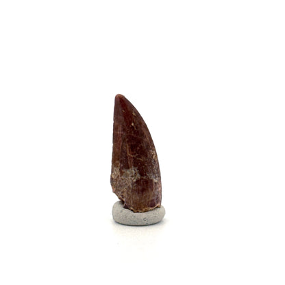 Kryptops palaios Fossil Dinosaur Tooth from Cretaceous, Niger (0.92")