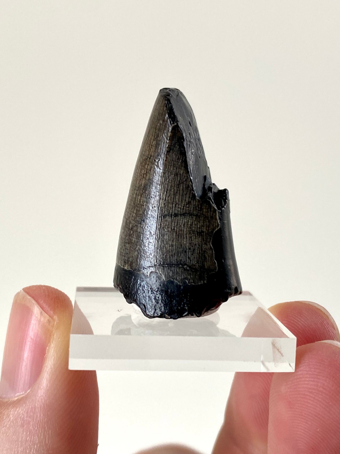 Sarcosuchus (Mega crocodile) fossil tooth from Niger