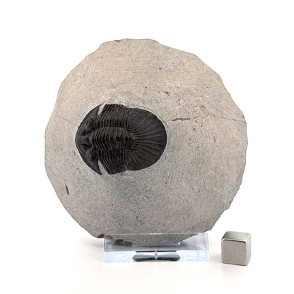 Scutellum sp. Trilobite on Matrix from Devonian, Morocco (1.45")