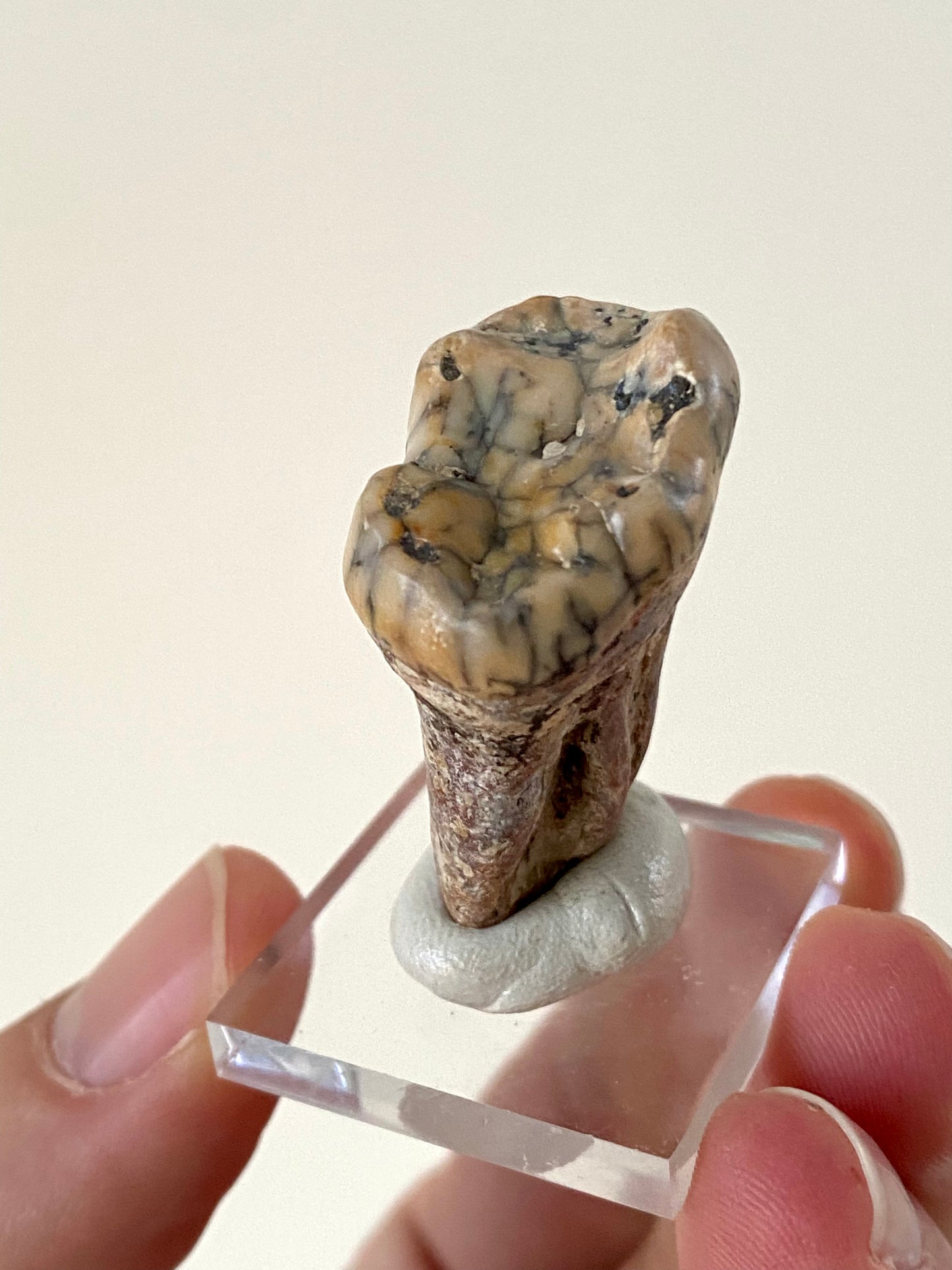 Cave Bear Molar (Austria)