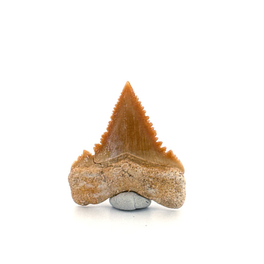 Palaeocarcharodon orientalis Tooth (1.10") from Morocco