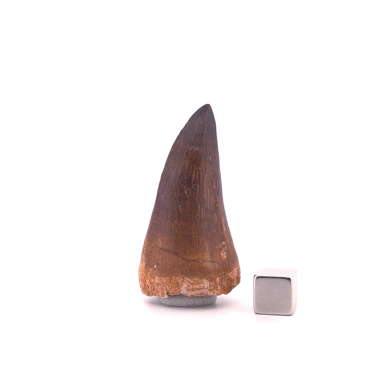 Mosasaurus tandfossiel uit het Laat-Krijt, Marokko (1.93 inch)