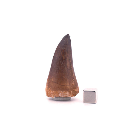 Mosasaurus tandfossiel uit het Laat-Krijt, Marokko (1.93 inch)