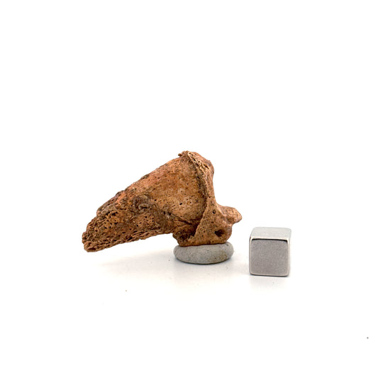 Cave Bear Claw (Ursus spelaeus), Distal phalanx Fossil (1.70") from Pleistocene, Romania