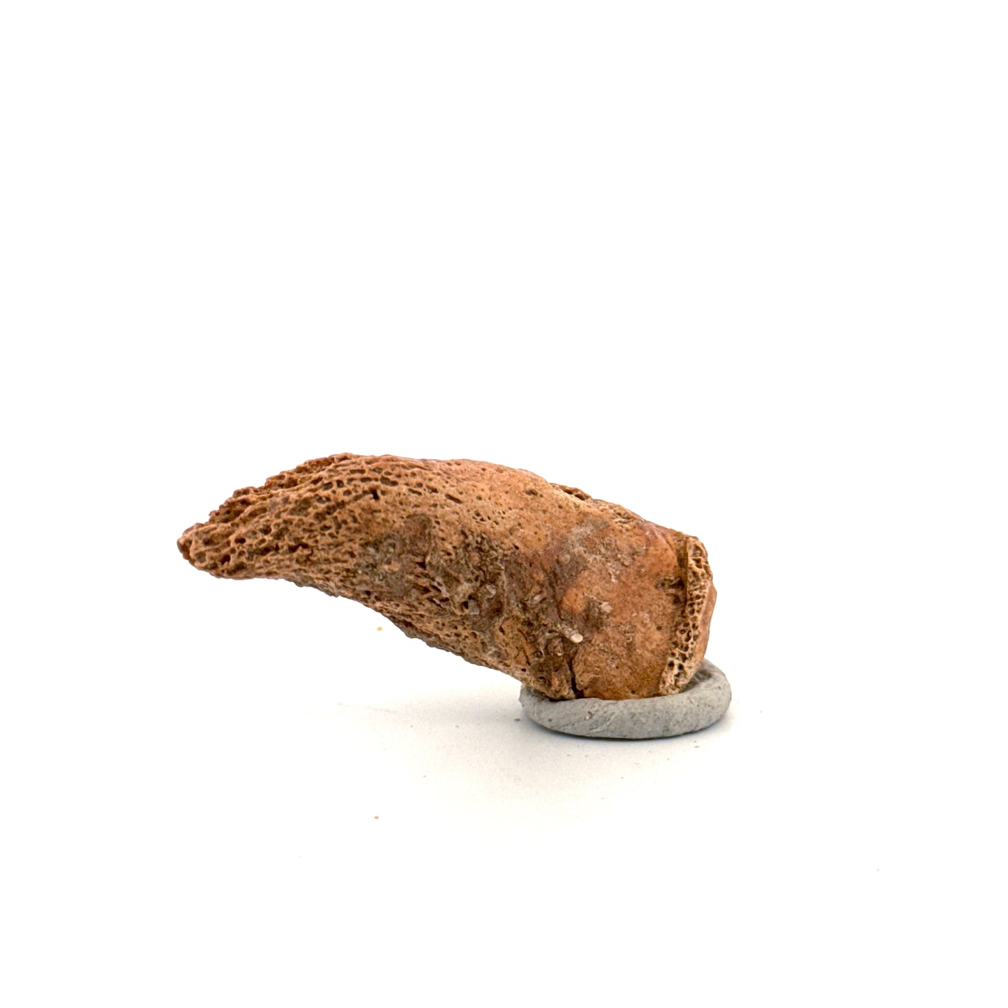 Cave Bear Claw (Ursus spelaeus), Distal phalanx Fossil (1.84") from Pleistocene, Romania