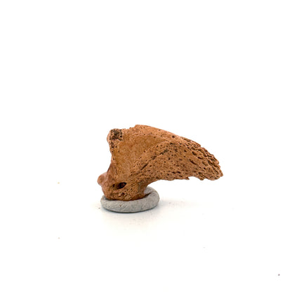 Cave Bear Claw (Ursus spelaeus), Distal phalanx Fossil (1.42") from Pleistocene, Romania