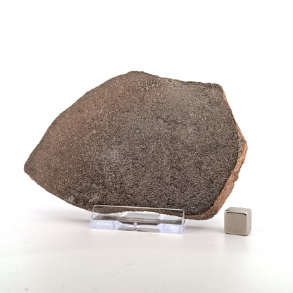 Polished Jurassic Sauropod Dinosaur Bone | 139 Grams